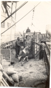 A heifer comes on board the S,S, Charles W. Wooster in January 1946 to begin its journey to Czechoslovakia.