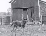 Queen as a colt on the Carl Nunemaker farm, Goshen, Indiana. Photo courtesy of John Nunemaker.